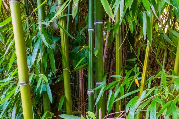 Cost of Bamboo Trimming in Nicholasville