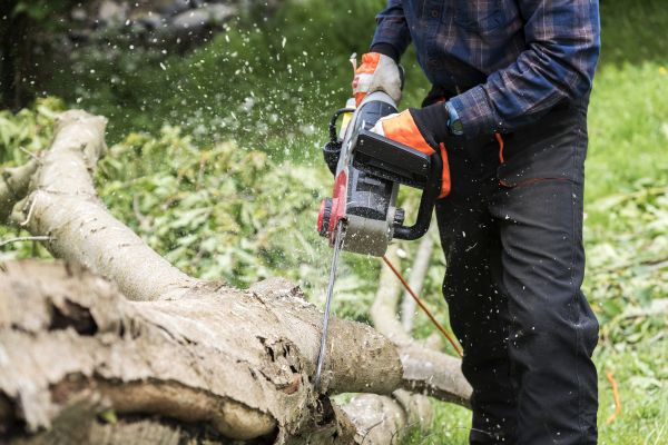 Cost of Branch Removal Service in Nicholasville
