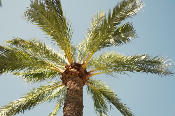 Cost of Palm Tree Pruning in Nicholasville