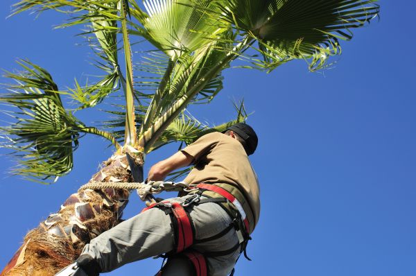 Cost of Palm Tree Trimming in Nicholasville