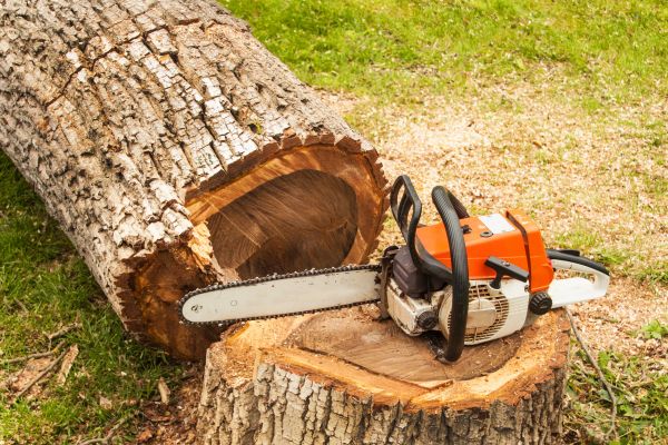 Cost of Tree Cutting Service in Nicholasville