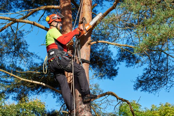 Cost of Tree Service in Nicholasville