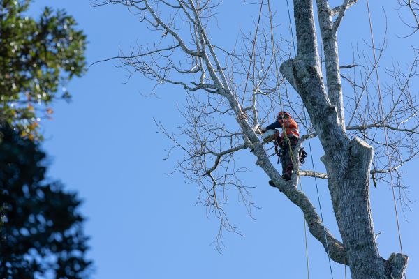 Cost of Tree Topping Service in Nicholasville