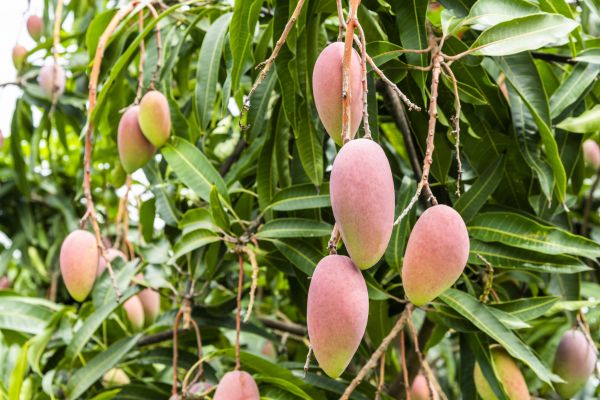Cost of Mango Tree Trimming in Nicholasville
