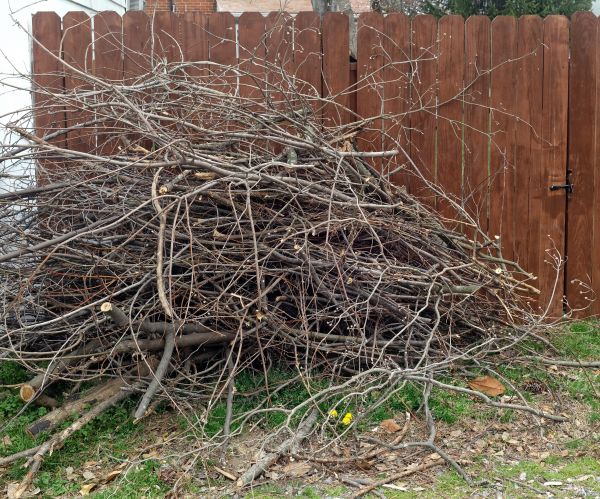 Cost of Dead Branch Removal in Nicholasville