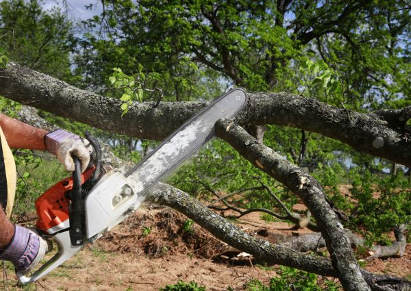 Cost of Tree Branch Cutting in Nicholasville