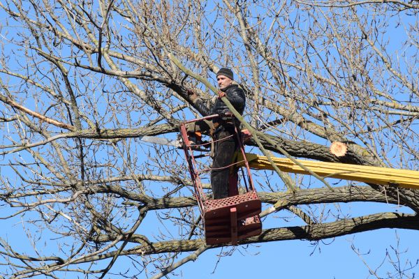 Cost of Emergency Tree Trimming in Nicholasville