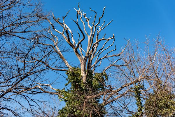 Cost of Deadwood Removal in Nicholasville