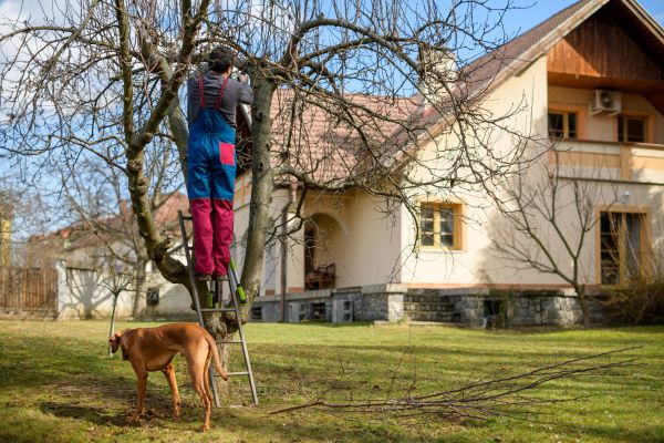 Cost of Residential Tree Trimming in Nicholasville