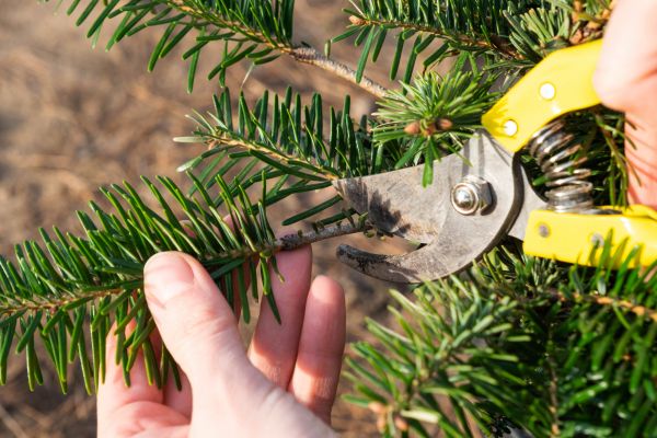Cost of Pine Tree Pruning in Nicholasville