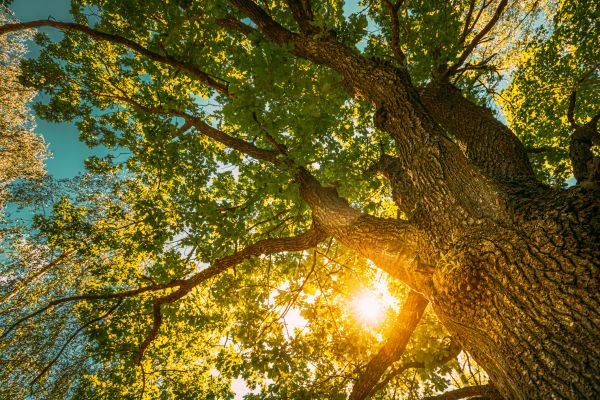 Cost of Oak Tree Pruning in Nicholasville