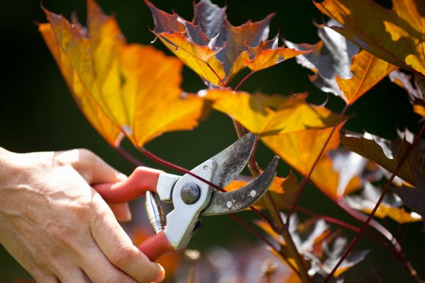 Cost of Maple Tree Pruning in Nicholasville