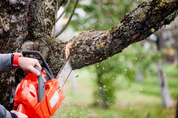 Cost of Tree Limbs Removal in Nicholasville