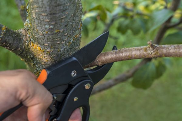 Cost of Tree Limb Cutting in Nicholasville