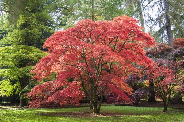 Cost of Japanese Maple Pruning in Nicholasville