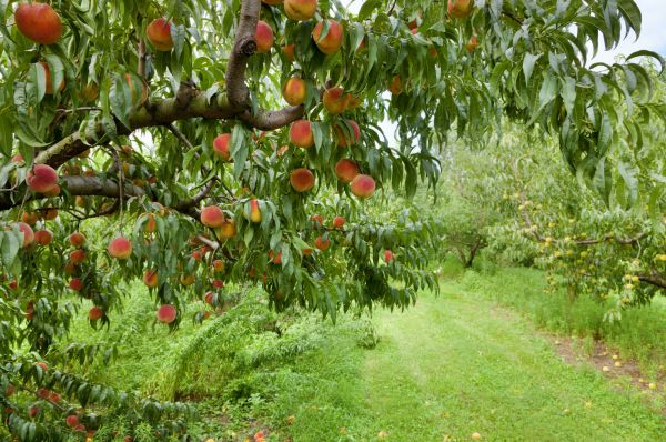 Cost of Peach Tree Pruning in Nicholasville