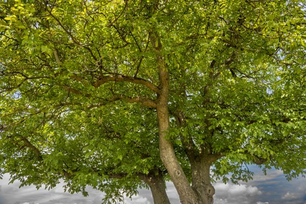 Cost of Walnut Tree Trimming in Nicholasville