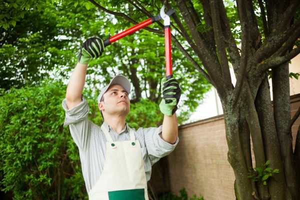 Cost of Tree Limb Pruning in Nicholasville
