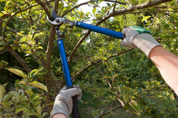 Cost of Residential Tree Pruning in Nicholasville