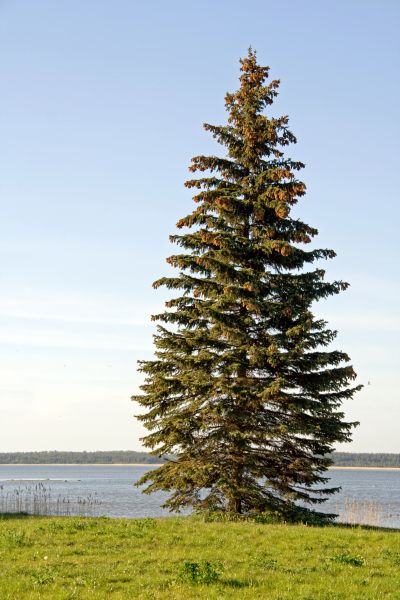 Cost of Spruce Tree Pruning in Nicholasville