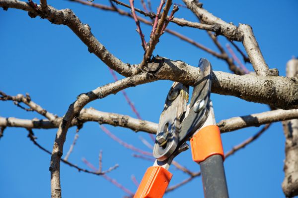 Cost of Peach Tree Trimming in Nicholasville