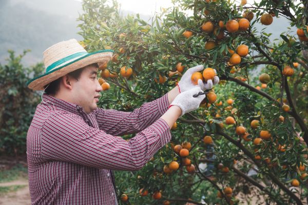 Cost of Orange Tree Pruning in Nicholasville