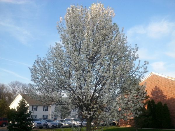 Cost of Bradford Pear Tree Pruning in Nicholasville