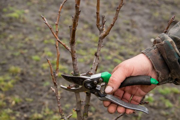 Cost of Pear Trees Pruning in Nicholasville