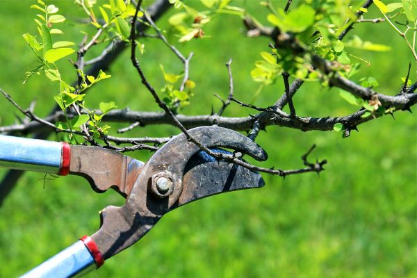 Cost of Branches Pruning in Nicholasville