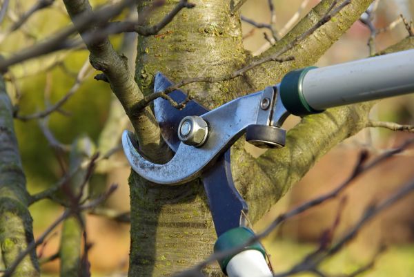 Cost of Tree Limb Trimming Service in Nicholasville