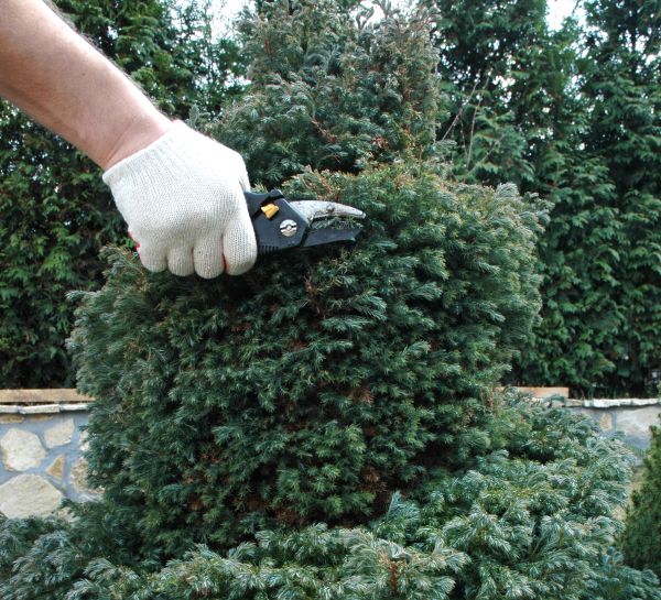 Cost of Ornamental Tree Trimming in Nicholasville