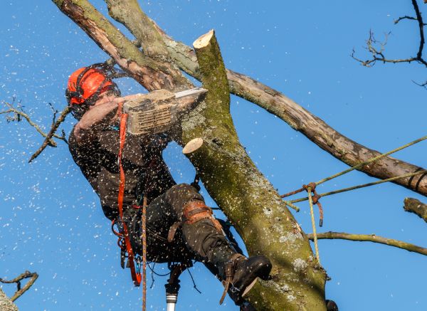 Cost of Tree Trimming Service in Nicholasville