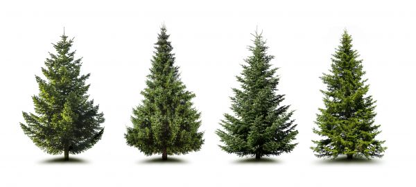 Cost of Pine Tree Trimming in Nicholasville