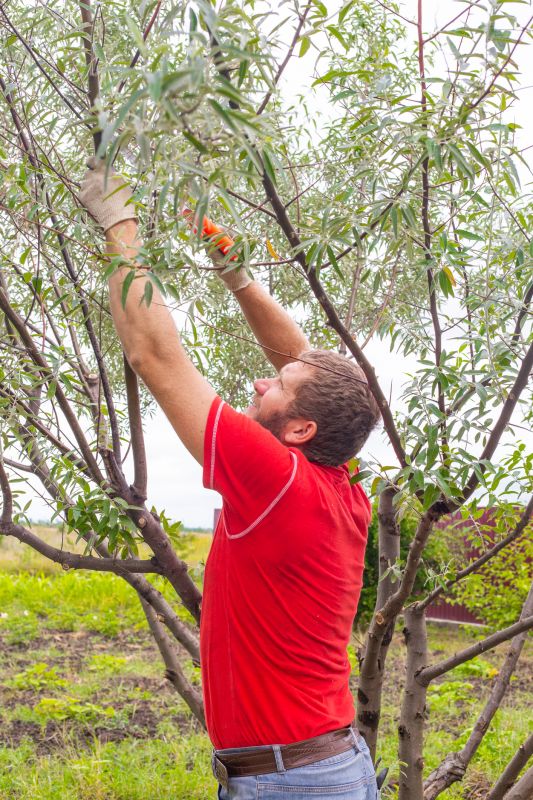 Apple Tree Pruning