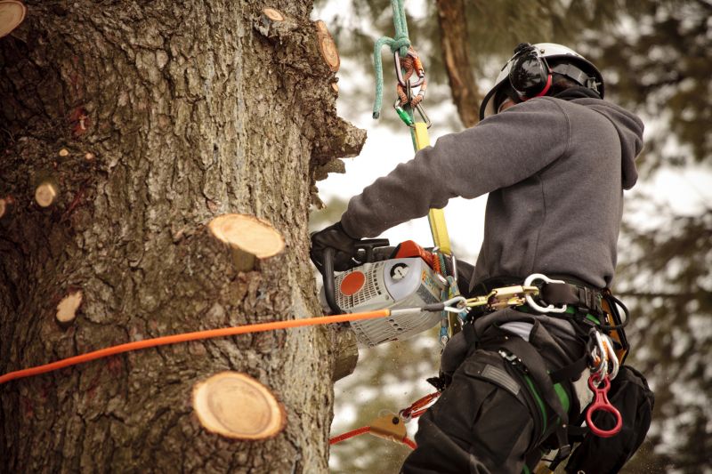 Safe Tree Climbing and Trimming