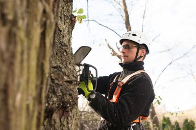 Arborist Working on Tree
