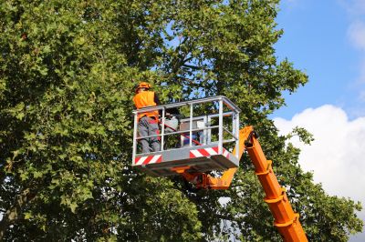 Tree Maintenance Work