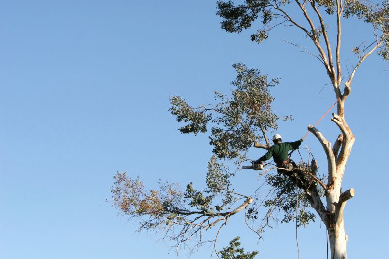 Tree Care Professionals