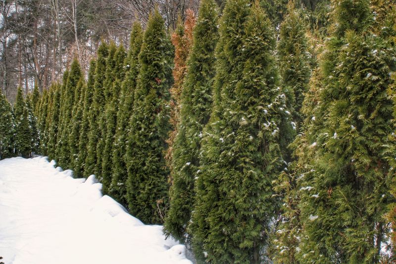 Winter Tree Trimming